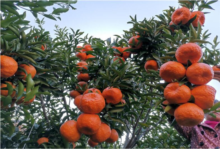 柑橘使用含腐殖酸水溶肥的好处