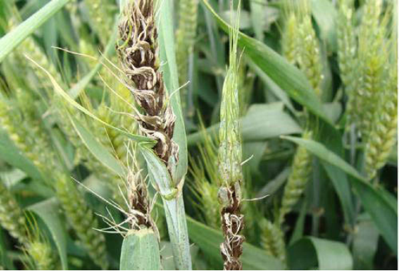 小麦麦穗发黑是什么原因导致的呢?应该怎样防治？